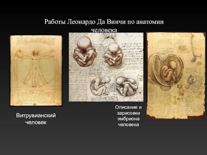 Работы Леонардо Да Винчи по анатомии человека Витрувианский человек Описание и зарисовки эмбриона человека