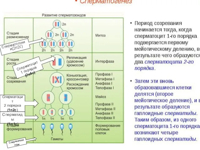 Сперматоцит 1 порядка (2n4с) Сперматоцит 1 порядка (2n4с) Сперматоцит 2 порядка (1n2с) Сперматиды (1n1с) Сперматозоиды Сперматогонии(2n2с)