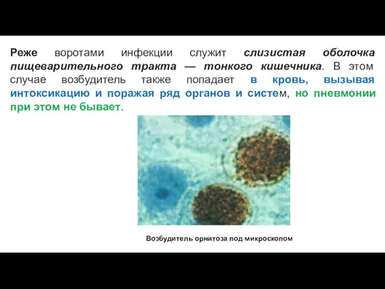Реже воротами инфекции служит слизистая оболочка пищеварительного тракта — тонкого