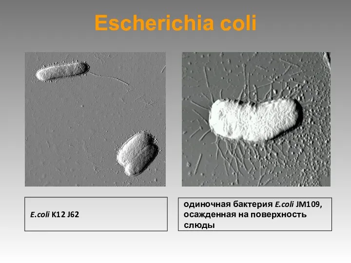 Escherichia coli E.coli K12 J62 одиночная бактерия E.coli JM109, осажденная на поверхность слюды