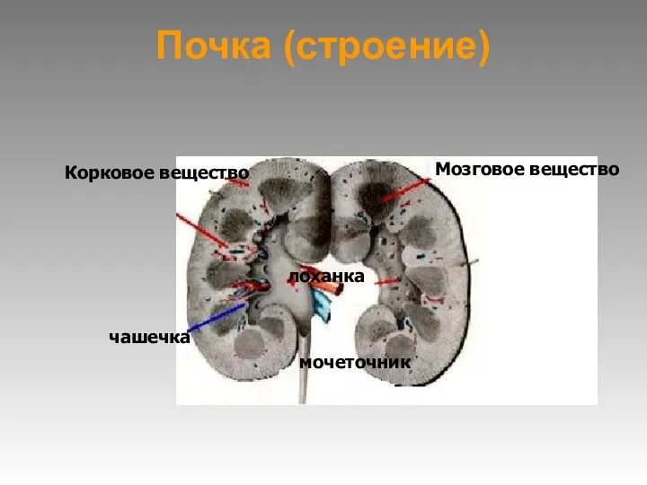 Почка (строение) Мозговое вещество Корковое вещество чашечка лоханка мочеточник