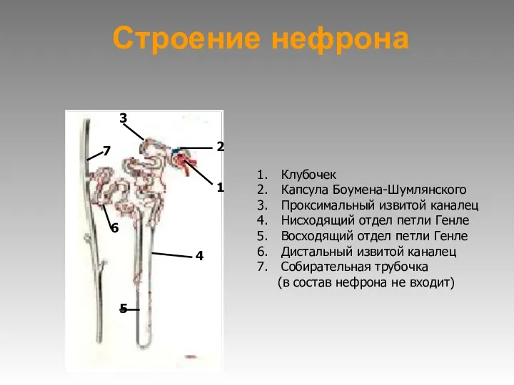 Строение нефрона 2 1 3 4 5 6 7 Клубочек