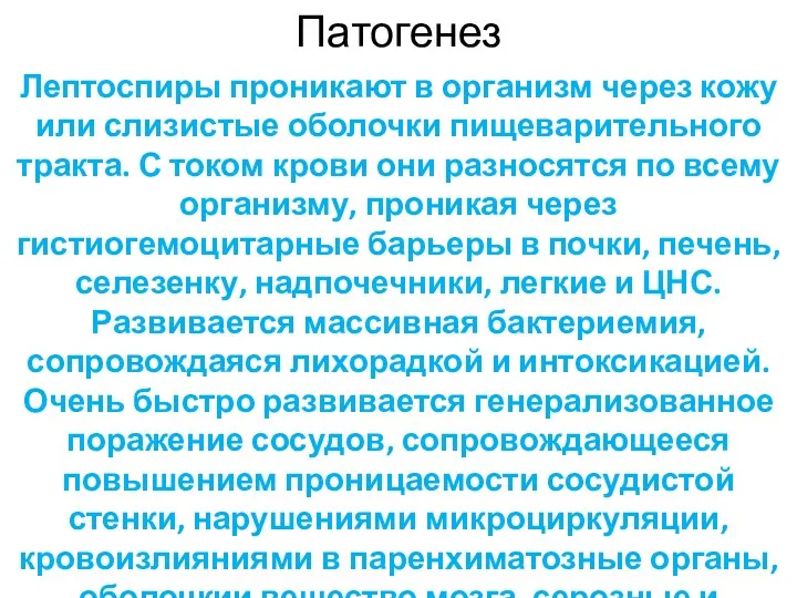 Патогенез Лептоспиры проникают в организм через кожу или слизистые оболочки