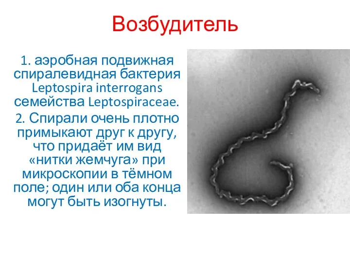 Возбудитель 1. аэробная подвижная спиралевидная бактерия Leptospira interrogans семейства Leptospiraceae.