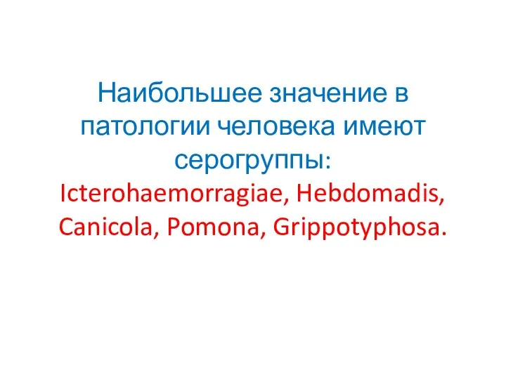 Наибольшее значение в патологии человека имеют серогруппы: Icterohaemorragiae, Hebdomadis, Canicola, Pomona, Grippotyphosa.