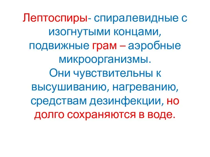 Лептоспиры- спиралевидные с изогнутыми концами, подвижные грам – аэробные микроорганизмы.