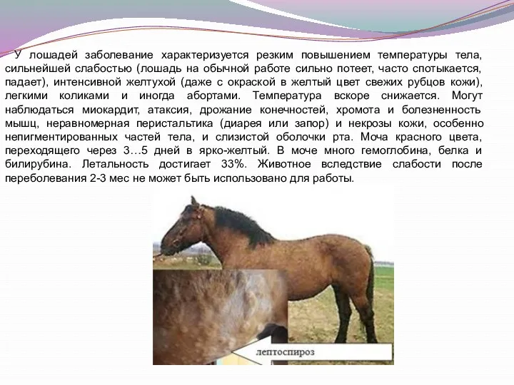 У лошадей заболевание характеризуется резким повышением температуры тела, сильнейшей слабостью (лошадь на обычной