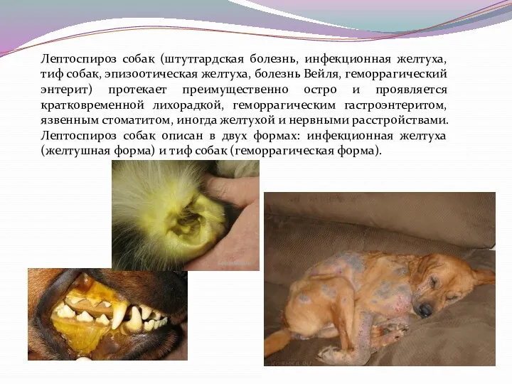 Лептоспироз собак (штутгардская болезнь, инфекционная желтуха, тиф собак, эпизоотическая желтуха, болезнь Вейля, геморрагический