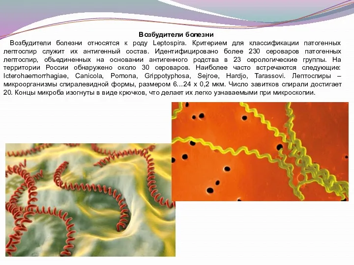 Возбудители болезни Возбудители болезни относятся к роду Leptospira. Критерием для