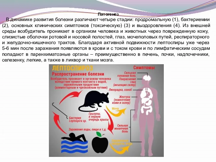Патогенез В динамике развития болезни различают четыре стадии: продромальную (1),