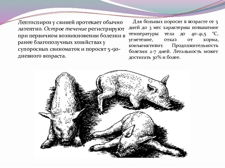 Лептоспироз у свиней протекает обычно латентно. Острое течение регистрируют при первичном возникновении болезни
