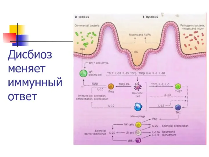 Дисбиоз меняет иммунный ответ