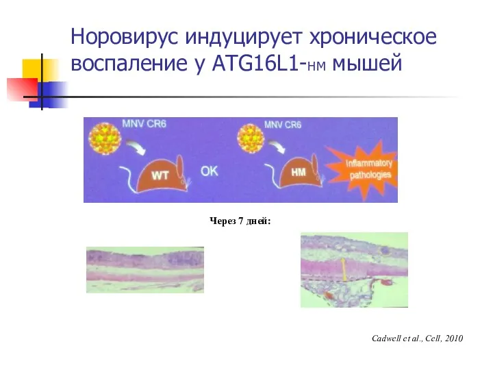 Норовирус индуцирует хроническое воспаление у ATG16L1-HM мышей Через 7 дней: Cadwell et al., Cell, 2010