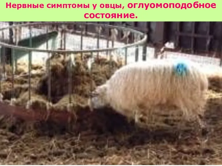 Нервные симптомы у овцы, оглуомоподобное состояние.