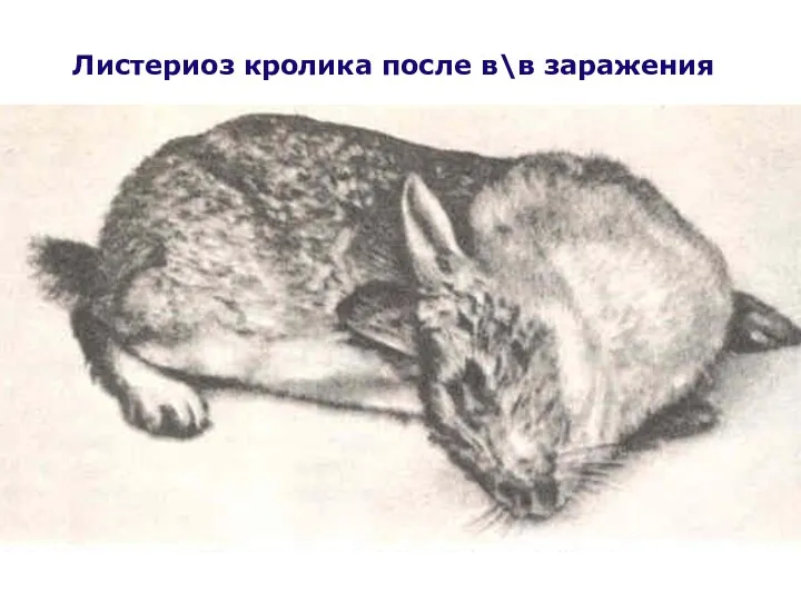 Листериоз кролика после в\в заражения