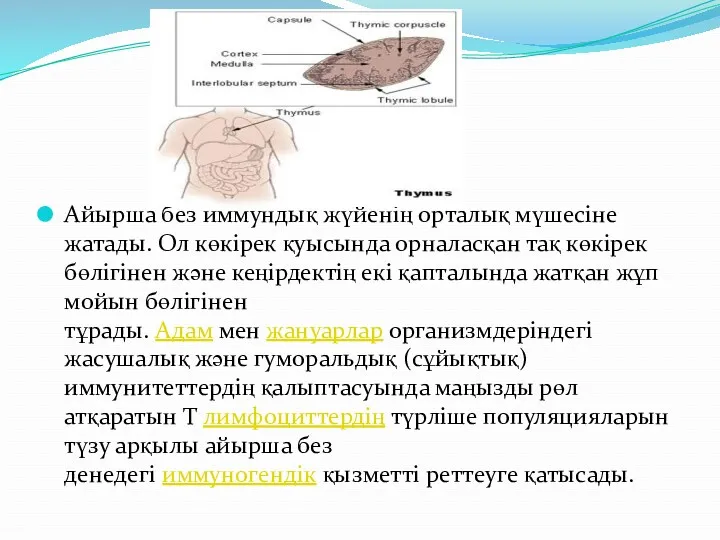 Айырша без иммундық жүйенің орталық мүшесіне жатады. Ол көкірек қуысында