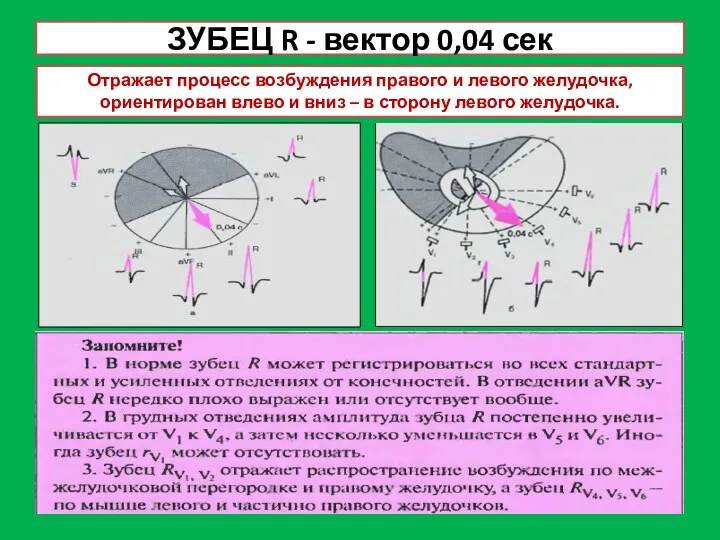 ЗУБЕЦ R - вектор 0,04 сек Отражает процесс возбуждения правого