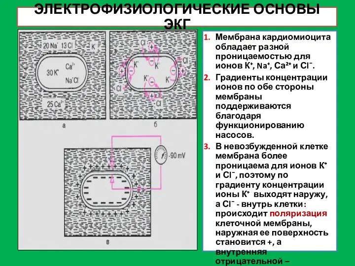 ЭЛЕКТРОФИЗИОЛОГИЧЕСКИЕ ОСНОВЫ ЭКГ Мембрана кардиомиоцита обладает разной проницаемостью для ионов