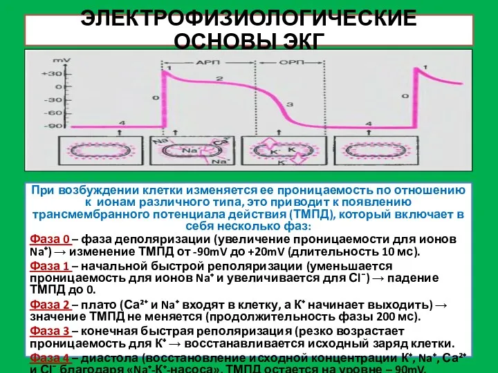 ЭЛЕКТРОФИЗИОЛОГИЧЕСКИЕ ОСНОВЫ ЭКГ При возбуждении клетки изменяется ее проницаемость по