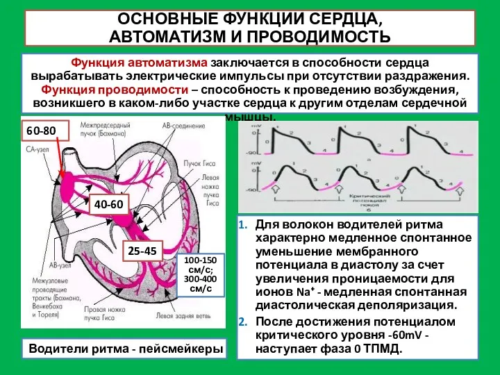 ОСНОВНЫЕ ФУНКЦИИ СЕРДЦА, АВТОМАТИЗМ И ПРОВОДИМОСТЬ Функция автоматизма заключается в