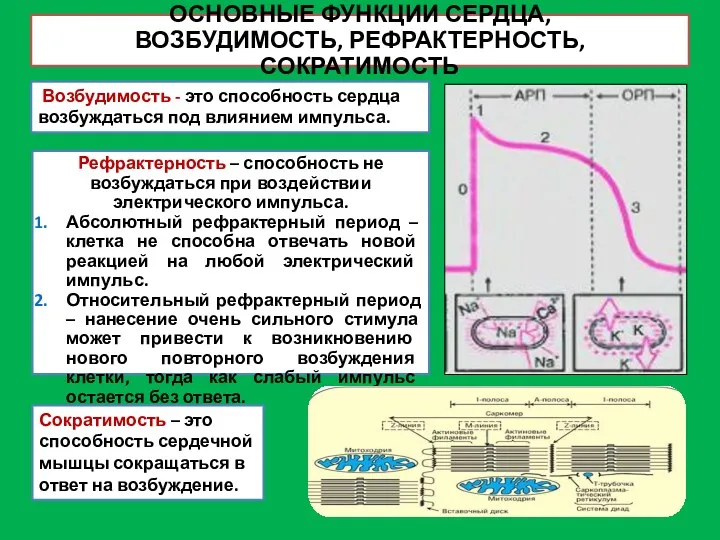 ОСНОВНЫЕ ФУНКЦИИ СЕРДЦА, ВОЗБУДИМОСТЬ, РЕФРАКТЕРНОСТЬ, СОКРАТИМОСТЬ Рефрактерность – способность не