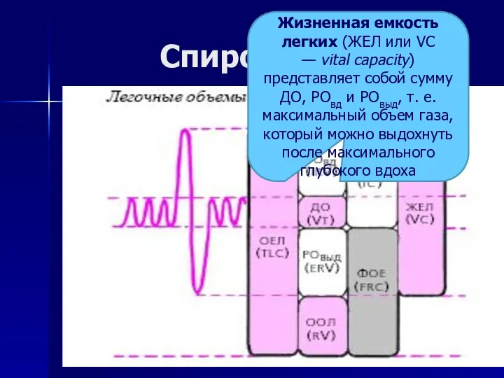 Спирометрия Жизненная емкость легких (ЖЕЛ или VC — vital capacity)