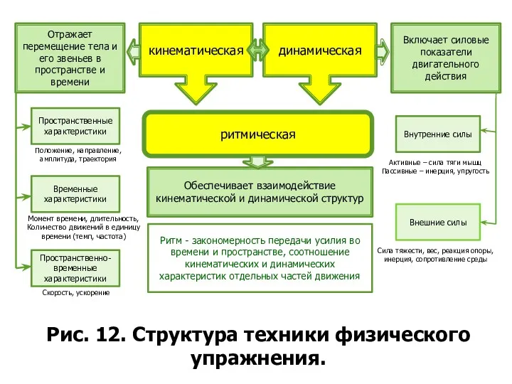 Рис. 12. Структура техники физического упражнения. кинематическая динамическая ритмическая Отражает перемещение тела и