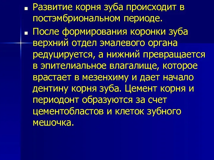 Развитие корня зуба происходит в постэмбриональном периоде. После формирования коронки