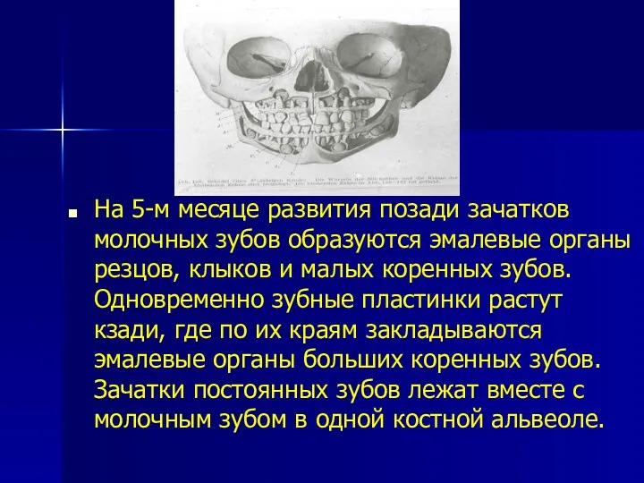 На 5-м месяце развития позади зачатков молочных зубов образуются эмалевые