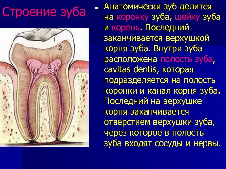 Строение зуба Анатомически зуб делится на коронку зуба, шейку зуба