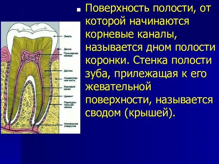 Поверхность полости, от которой начинаются корневые каналы, называется дном полости