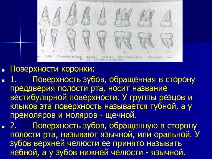 Поверхности коронки: 1. Поверхность зубов, обращенная в сторону преддверия полости