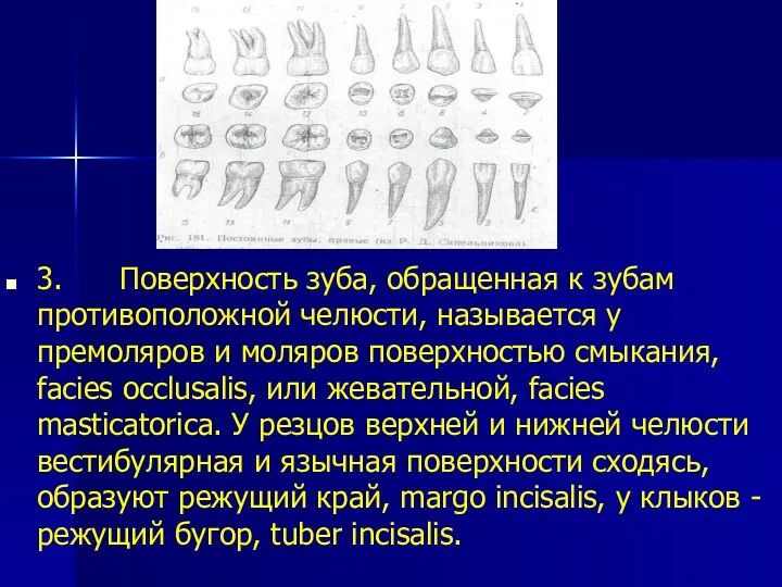 3. Поверхность зуба, обращенная к зубам противоположной челюсти, называется у