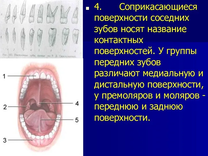 4. Соприкасающиеся поверхности соседних зубов носят название контактных поверхностей. У