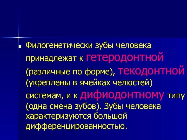 Филогенетически зубы человека принадлежат к гетеродонтной (различные по форме), текодонтной