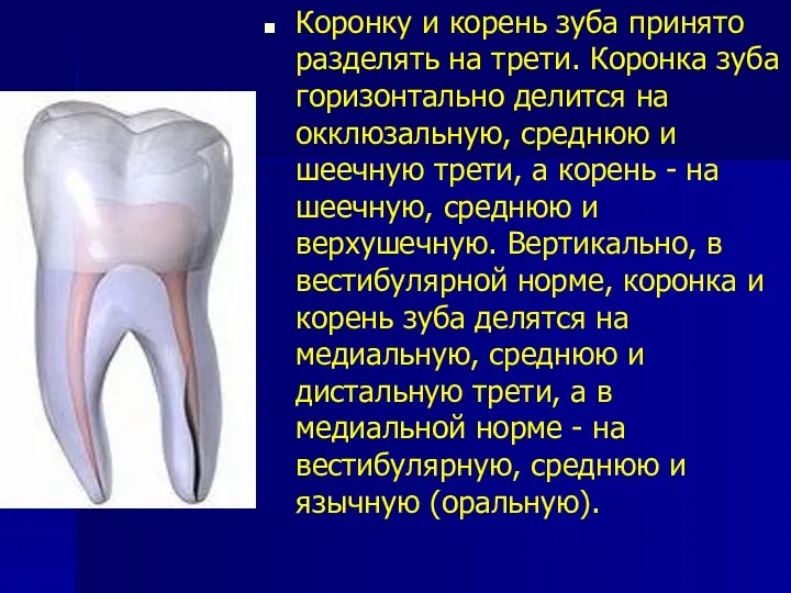 Коронку и корень зуба принято разделять на трети. Коронка зуба