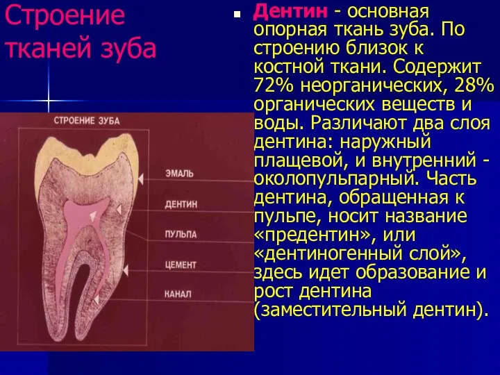 Строение тканей зуба Дентин - основная опорная ткань зуба. По