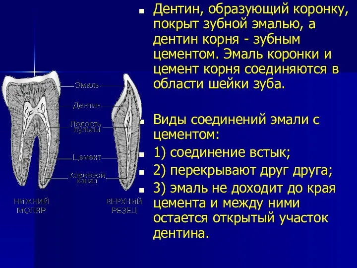 Дентин, образующий коронку, покрыт зубной эмалью, а дентин корня -