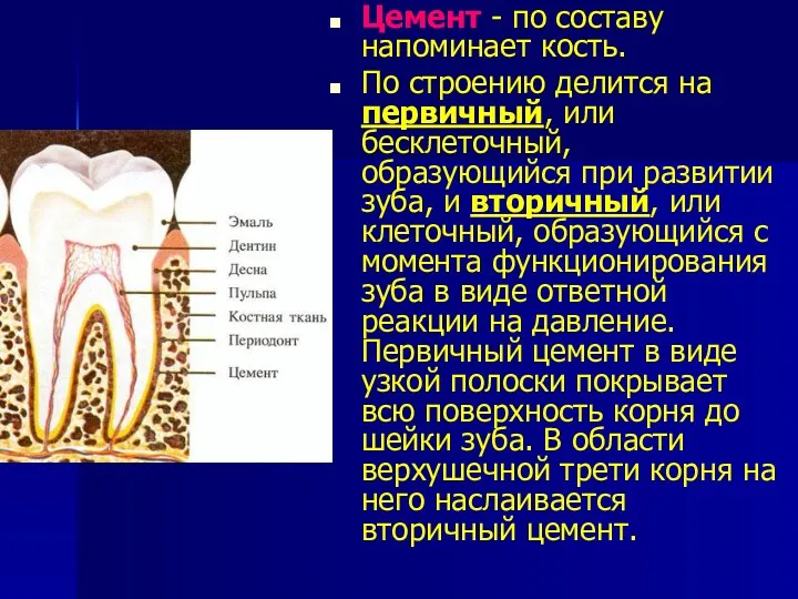 Цемент - по составу напоминает кость. По строению делится на