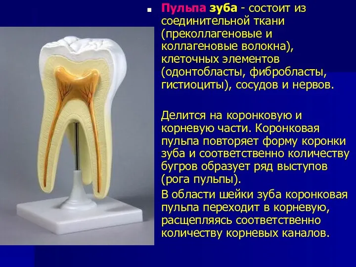 Пульпа зуба - состоит из соединительной ткани (преколлагеновые и коллагеновые