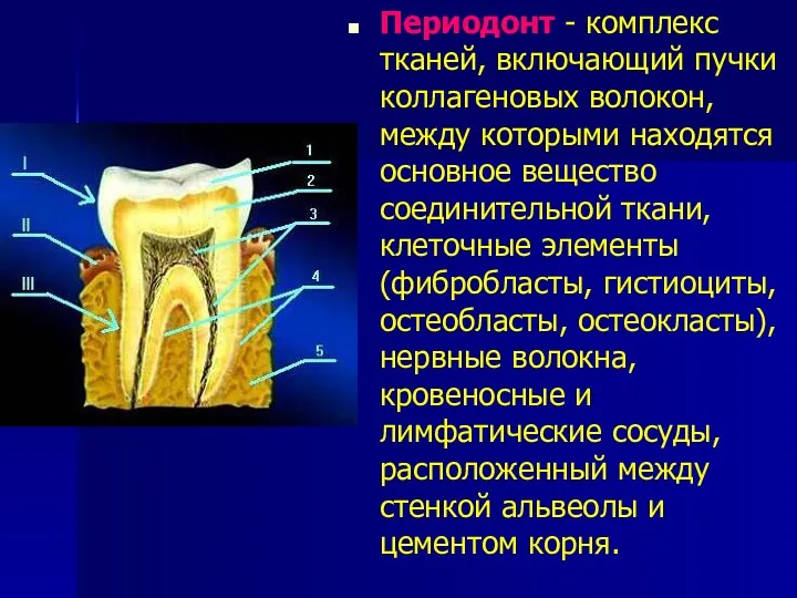 Периодонт - комплекс тканей, включающий пучки коллагеновых волокон, между которыми