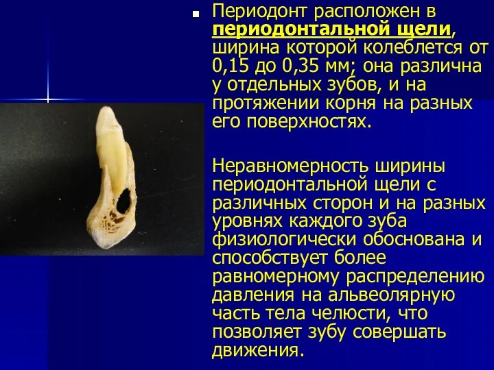 Периодонт расположен в периодонтальной щели, ширина которой колеблется от 0,15