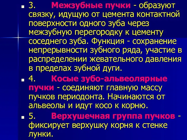 3. Межзубные пучки - образуют связку, идущую от цемента контактной