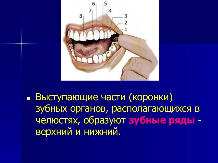 Выступающие части (коронки) зубных органов, располагающихся в челюстях, образуют зубные ряды - верхний и нижний.