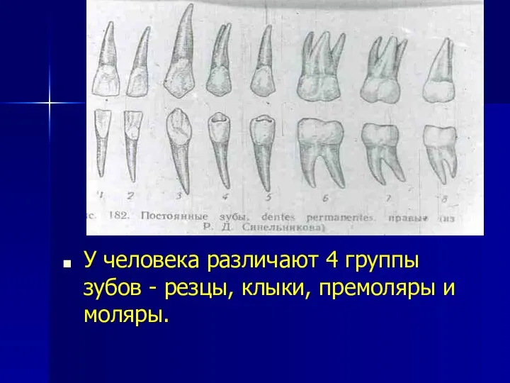 У человека различают 4 группы зубов - резцы, клыки, премоляры и моляры.