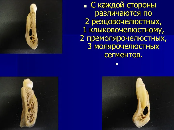 С каждой стороны различаются по 2 резцовочелюстных, 1 клыковочелюстному, 2 премолярочелюстных, 3 молярочелюстных сегментов.