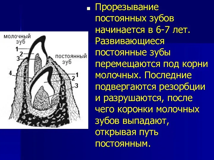 Прорезывание постоянных зубов начинается в 6-7 лет. Развивающиеся постоянные зубы