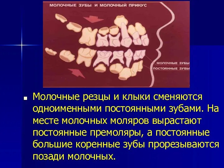 Молочные резцы и клыки сменяются одноименными постоянными зубами. На месте