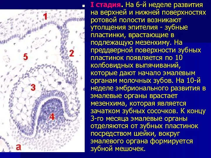 I стадия. На 6-й неделе развития на верхней и нижней