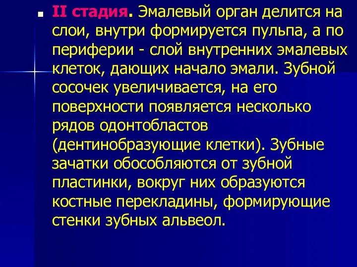 II стадия. Эмалевый орган делится на слои, внутри формируется пульпа,